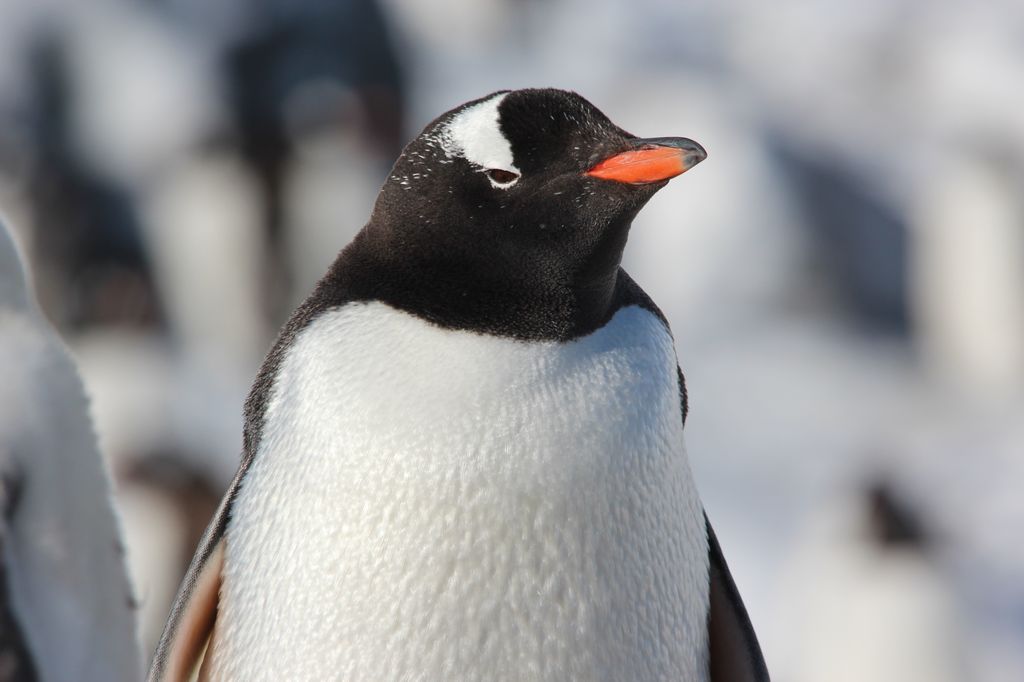 IGentoo Penguin