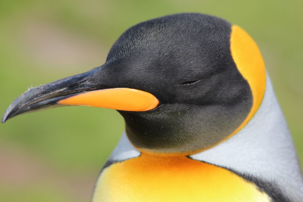 King Penguin, Fortuna Bay, South Georgia