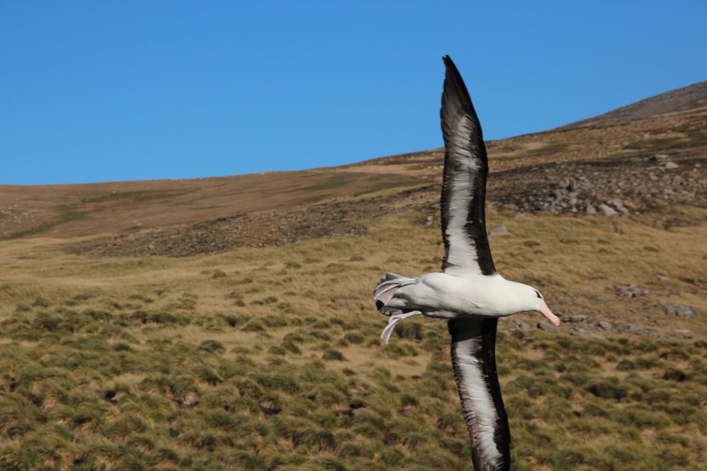 Black Browed Albatross, West Falkland