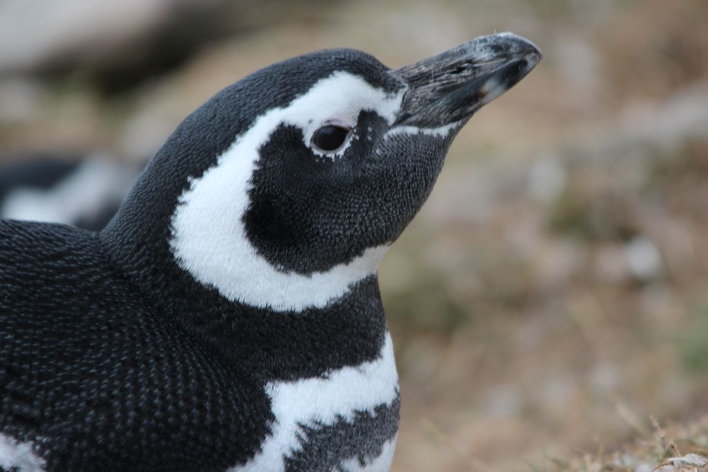 Magellanic Penguin, Carcass Island, West Falkland